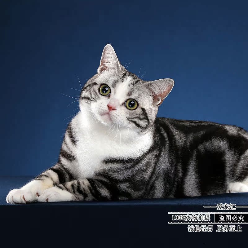 Hot sale Purebred American short tabby kitten plus white Chi Si cat English short blue cat Silver gradient cub folding ear pet cat