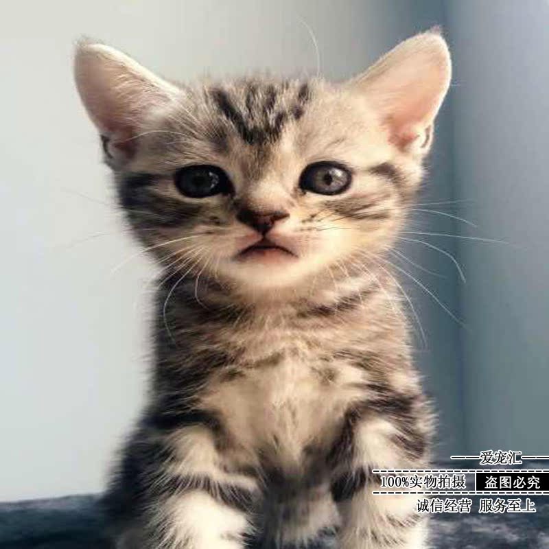 Hot sale Pastoral cat Pet cub White black cat Small orange cat Sanhua Cat Domestic cat Earth cat Raccoon flower cat