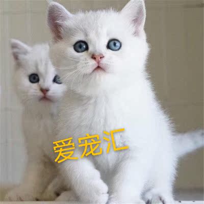 Purebred domestic pastoral cat Sanhua cat black and white cat Orange white cat raccoon white cat Blue-eyed heteropoda Lion cat cub live