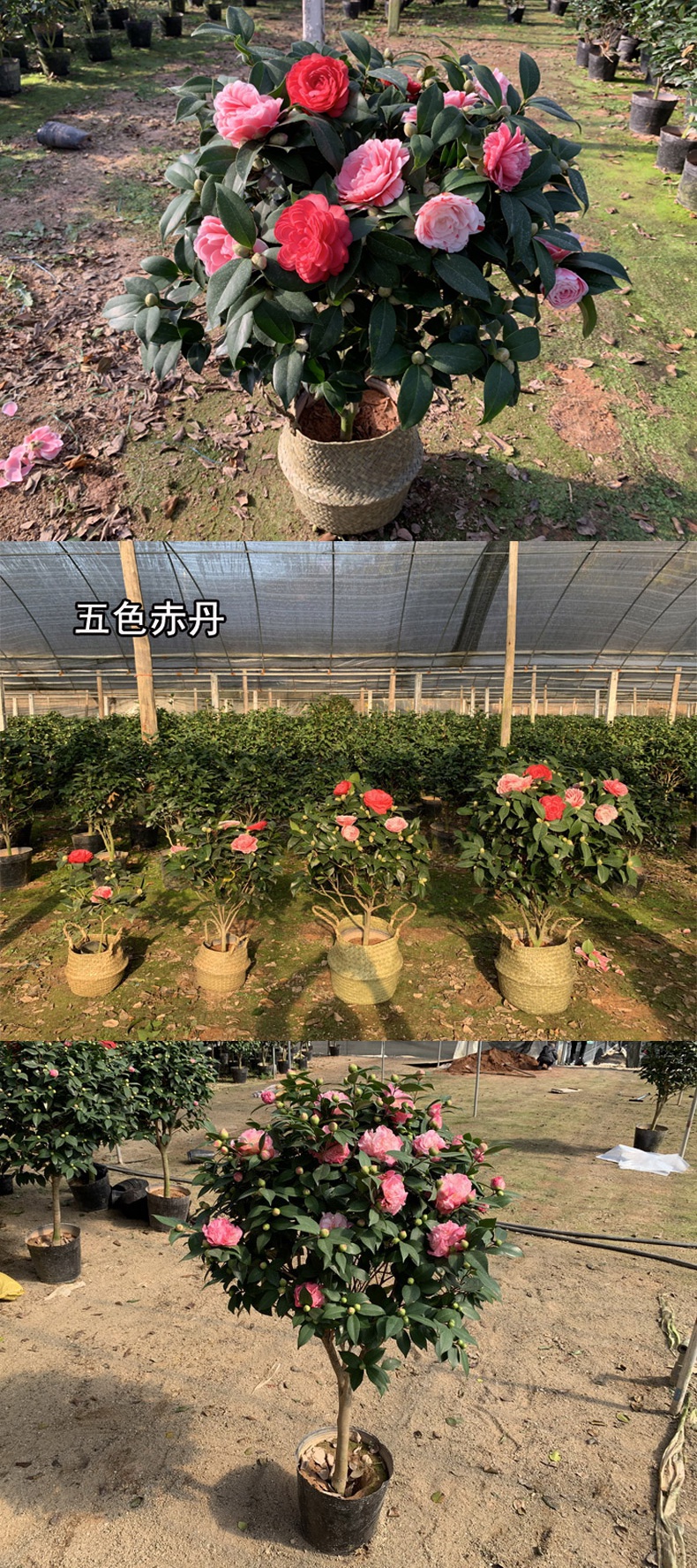 Potted five colours red Dan four seasons tea pot everblooming camellia seedlings gold flowers princess luzhou - flavor