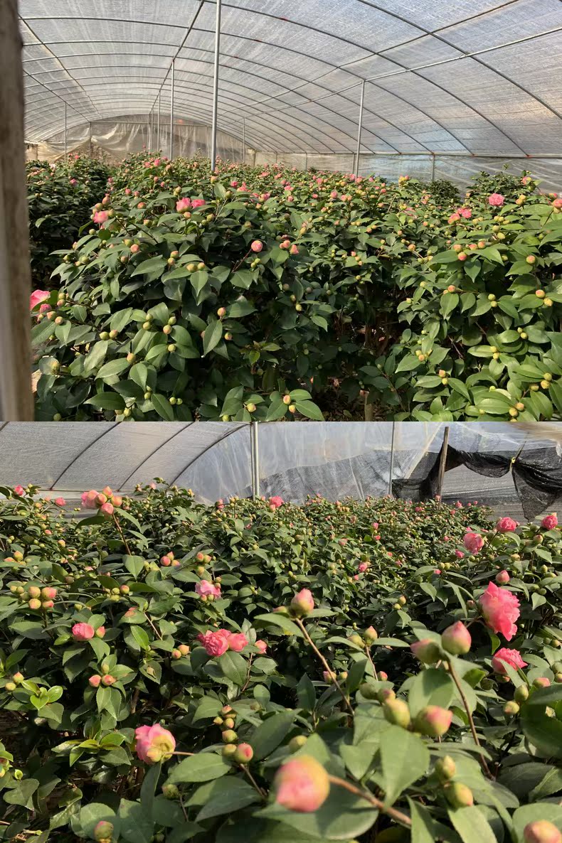 Potted five colours red Dan four seasons tea pot everblooming camellia seedlings gold flowers princess luzhou - flavor