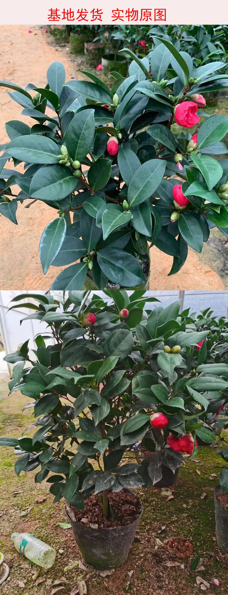 Potted five colours red Dan four seasons tea pot everblooming camellia seedlings gold flowers princess luzhou - flavor