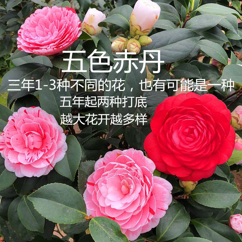Potted five colours red Dan four seasons tea pot everblooming camellia seedlings gold flowers princess luzhou - flavor