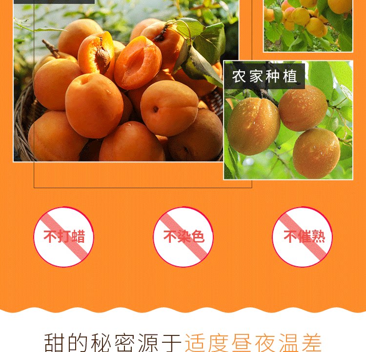 留香岛 山西 金太阳大黄杏 5斤 图5