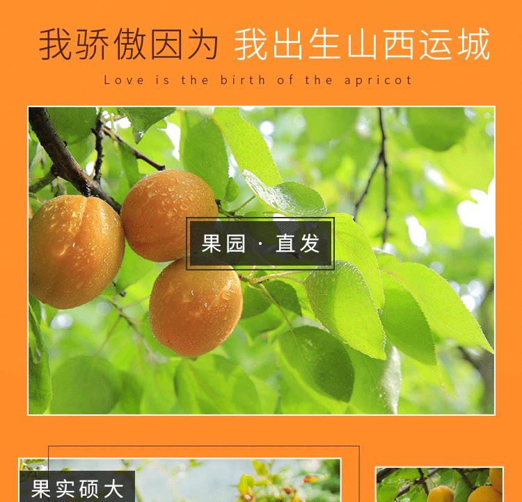 留香岛 山西 金太阳大黄杏 5斤 图4
