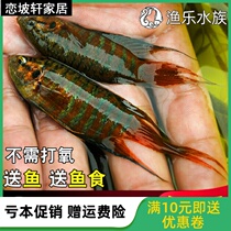 Chinese Betta live wild common cold water viewing live fish