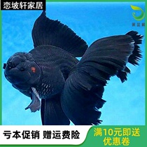 Fine pleated black lion goldfish live cold water ornamental fish well feed Lucky Fish f1 Fry