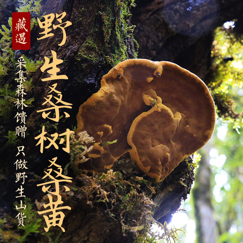 Tibet Nyingchi Wild Mulberry Mulberry Yellow Select Phnom Penh Mulberry Yellow Whole Branch Video Selection 50g New Goods