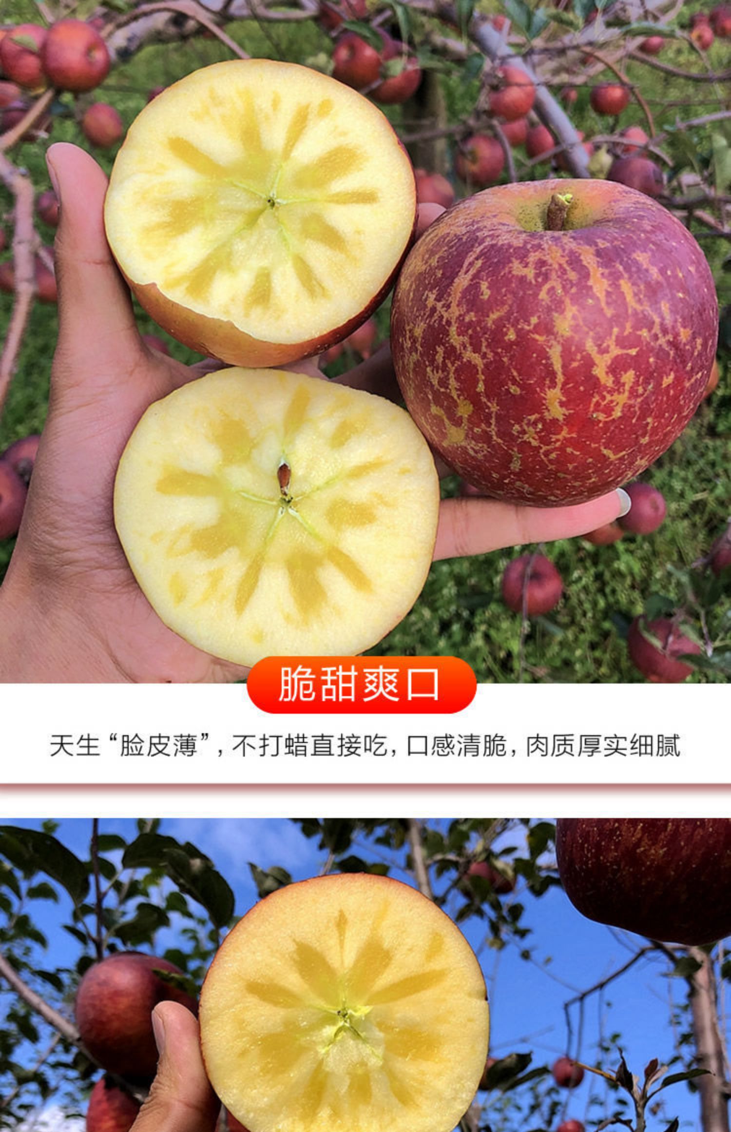 【5斤】正宗烟台冰裂糖心苹果