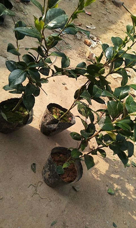 The four seasons flower camellia trees blossom put indoor and is suing flowers potted The plants are hardy The original soil live good