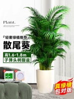 [Рекомендация горячей продажи] ⭐Изысканные сыпучие подсолнухи, 10 деревьев высотой 1,6-1,8 метра★Горшки из смолы Bullet + бесплатный поднос