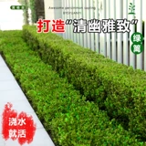 Семена с небольшим листьем, семена дыни, саженцы для шариков в боксе, саженцы сада, саженцы с однорубежным деревом, саженцы с большими листьями в боксе