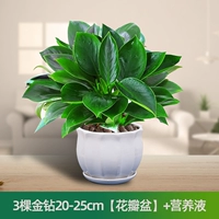 Питательный раствор, 20-25см