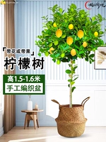 Лимонное дерево 1,5-1,7 метра (соломенный горшок) поставляется с коричневой шелковой поверхностью + удобрение.