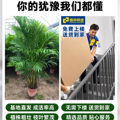 Большой кран горшок в гостиной комнаты зеленого завода Санджянфлауэр на Гавайях Фенгвей Банбук в офисе в офисе богатых кокосов в четырех сезонах