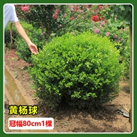 Ширина кроны самшита 80 см (1 дерево)