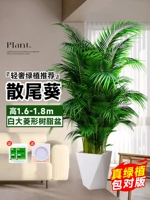 [Доставка до вашей двери] 10 высококачественных подсолнухов с откидными хвостами высотой 1,6-1,8 метра★Большой белый призматический горшок из смолы + бесплатный поддерживающий горшок★Вечнозеленый цвет круглый год