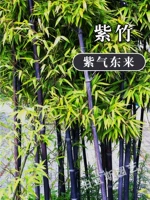 Бамбук фиолетовый толщиной 0,5 см и высотой 1 метр [10 шт.]