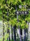 Бамбук фиолетовый толщиной 0,5 см и высотой 1 метр [10 шт.]