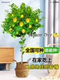 Парфюмерное лимонное дерево, большое зеленое растение в горшке, съедобное, большой балкон в гостиной, в помещении, легко ухаживать, четыре сезона, доставка фруктов на следующий день