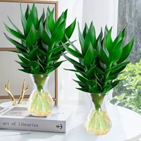 [2 горшки] Guanyin Bamboo 2 (бутылка Hyunnel) +2 раствор питания