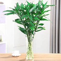 10 богатство бамбук [без горшка, содержащего горшки] доставка питательных веществ