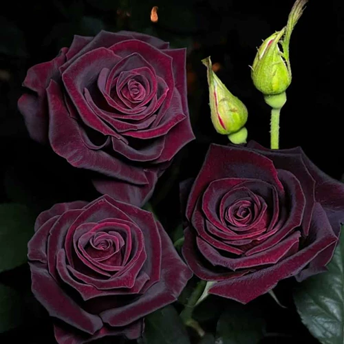 Сильные ароматные саженцы с большими цветами роза, дождевые бутоны, черный бак -черный фиолетовый черный балкон -балкон розовые саженцы в горшках цветы