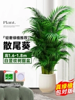 [Доставка до вашей двери] 10 высококачественных подсолнухов высотой 1,6-1,8 метра★ Белый горшок с вертикальным рисунком + каретка★ Вечнозеленый цвет круглый год.