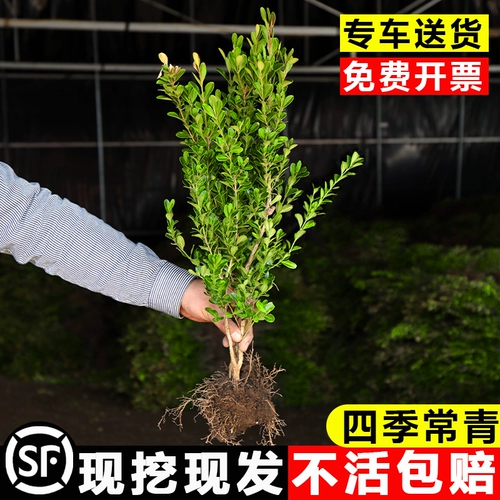 Семена с небольшим листьем, семена дыни, саженцы для шариков в боксе, саженцы сада, саженцы с однорубежным деревом, саженцы с большими листьями в боксе