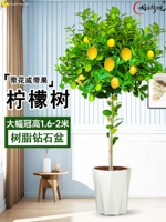 [Большая фруктовая взрывающаяся корона] Алмазный горшок из смолы длиной около 1,6-2 метров, бесплатный коричневый шелк + удобрение