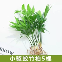 [Специальное предложение] 5 маленьких таблеток от комаров из бамбукового кипариса [без тазика] + питательный раствор