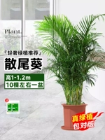 Бутик Sanota Aoi составляет 1-1,2 метра и около 10 горшков (четыре сезона хороши, легко поднять и легко жить)