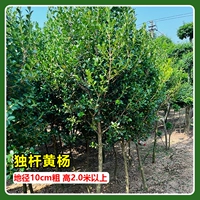 Самшит одиночный имеет диаметр почвы 10 см и высоту более 2 метров.