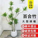 Джинсин Лили бамбук настоящий зеленый растение гостиная Большой зеленый листовый кастрюль с горшками.