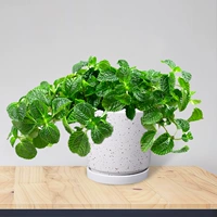 Сорняки с наркотиками (творческий пятнистый керамический горшок)