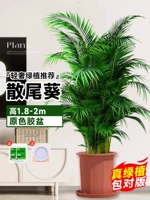 [Доставка до двери] 10 качественных подсолнухов с хвостиками высотой 1,8-2 метра★Оригинальные пластиковые горшки + поднос★[Доставка в горшках]