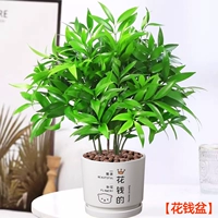 Средство от комаров бамбук и кипарис 10 шт + горшок для денег [Горшечные растения лучше приносить без посадки] Бесплатное удобрение + керамика