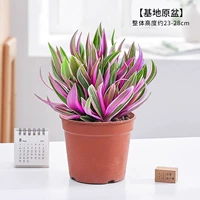 Purple Dew Orchid-Original доставка