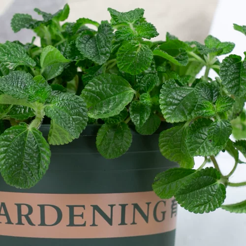 Лекарственная травяная травяная горшка в внутреннем растении Новые дома зеленые растения, чтобы прокормить четыре сезона висящей орхидеи гостиной гостиной цветочный монета репеллент