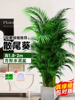 [Доставка до двери] 10 высококачественных подсолнухов с откидными хвостами высотой 1,8-2 метра ☆ квадратные цементные горшки ★ вечнозеленые круглый год