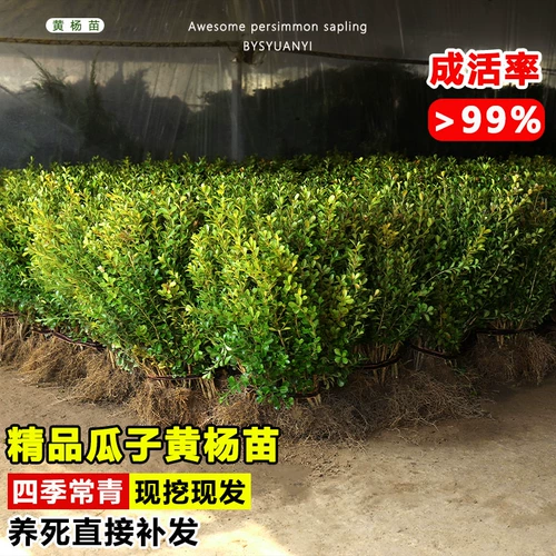 Семена с небольшим листьем, семена дыни, саженцы для шариков в боксе, саженцы сада, саженцы с однорубежным деревом, саженцы с большими листьями в боксе