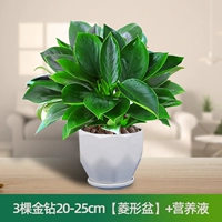 Питательный раствор, 20-25см