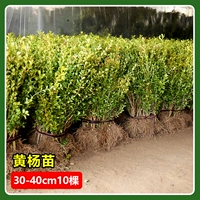 Саженцы самшита 30-40см (10 деревьев)