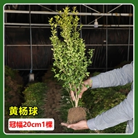 Ширина кроны самшита 20 см (1 дерево)