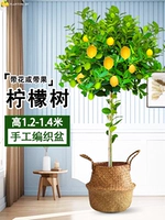 Лимонное дерево 1,2-1,4 метра (соломенный горшок) поставляется с коричневой шелковой поверхностью + удобрение.