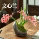 Красный Вэнксин Орхидея + Лунный бассейн + Держатель фиолетовой глины