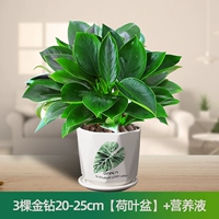 Питательный раствор, 20-25см