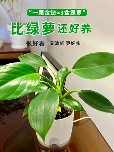 Золотая бриллиантная грудь -платительная крупная зеленая зеленая принцесса зеленый укроп Гидропонный растение Внутреннее зеленое растение Зеленые растения можно сохранить для удаления формальдегида четыре сезона вечнозеленые