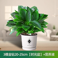 Питательный раствор, 20-25см