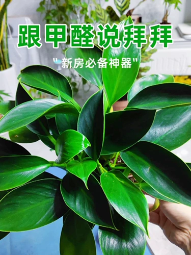 Золотая бриллиантная грудь -платительная крупная зеленая зеленая принцесса зеленый укроп Гидропонный растение Внутреннее зеленое растение Зеленые растения можно сохранить для удаления формальдегида четыре сезона вечнозеленые